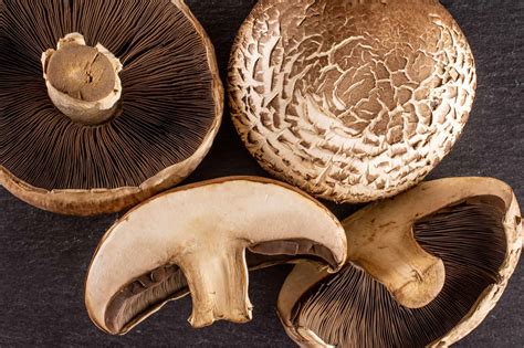 Brown Mushroom
