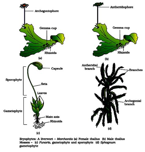 Bryophyte structure comparison