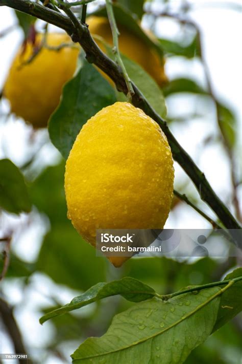 Buah Lemon Kuning
