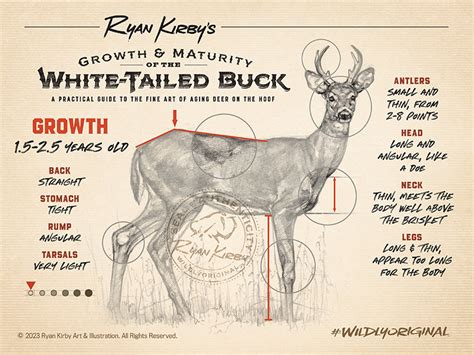Buck Growth Chart