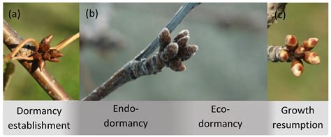 Bud Dormancy