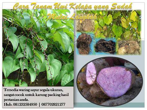 Budidaya Uwi