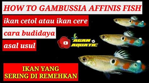 Budidaya ikan cere di Indonesia