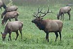 Buffalo River Elk
