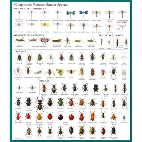 Bug Identification Chart