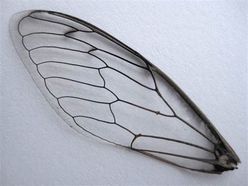 Bug Wing Pattern