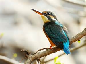 Bulu Burung