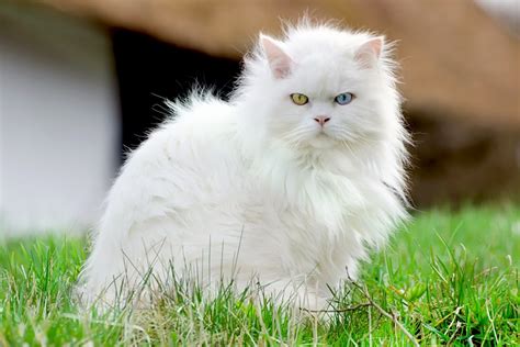 Bulu Kucing Anggora