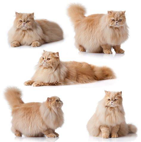 Bulu Kucing Persia
