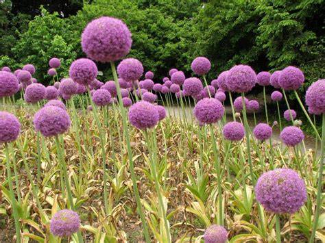 Bunga Allium Pengusir Nyamuk