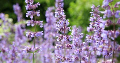 Bunga Catmint Penolak Nyamuk