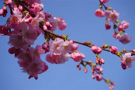 Makna Bunga Ceri Jepang