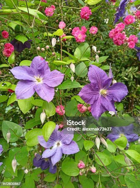 Bunga Clematis Indah