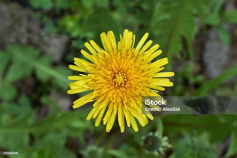 Bunga Dandelion Kuning