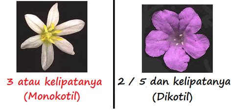 Bunga Dikotil dan Monokotil