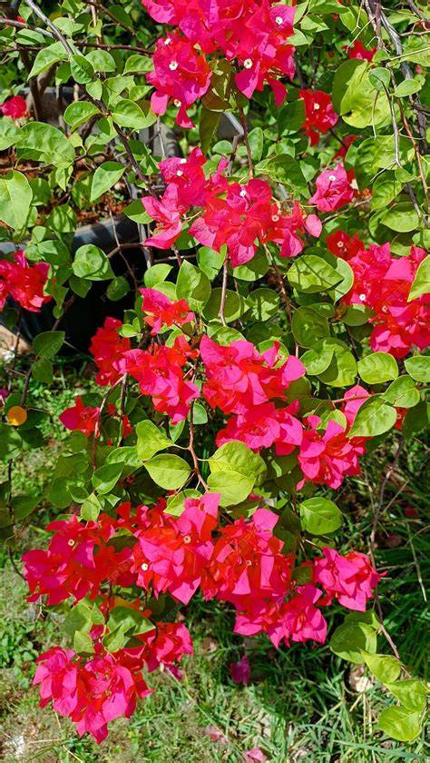 Bunga Kertas Bougainvillea