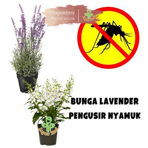 Bunga Lavender Pengusir Nyamuk