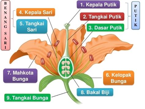 Bunga Lengkap