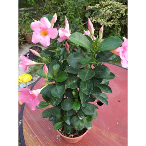Bunga Mandevilla Pink