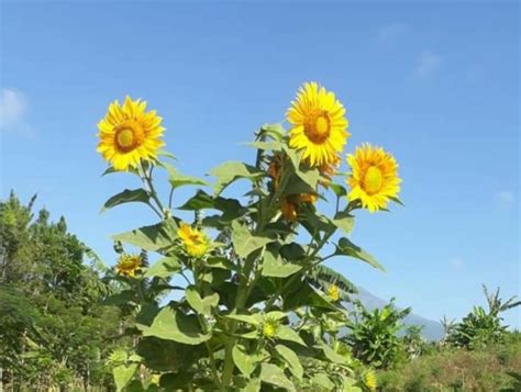 bunga matahari serangga dan burung