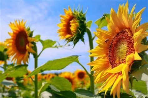 Bunga Matahari Penyakit dan Penanggulangannya