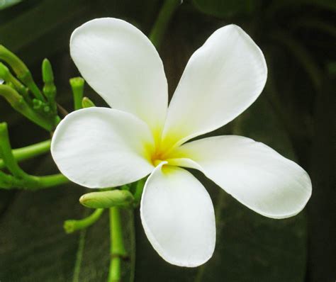 Bunga Melati