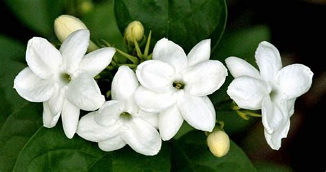 Bunga Melati Jasmine Putih