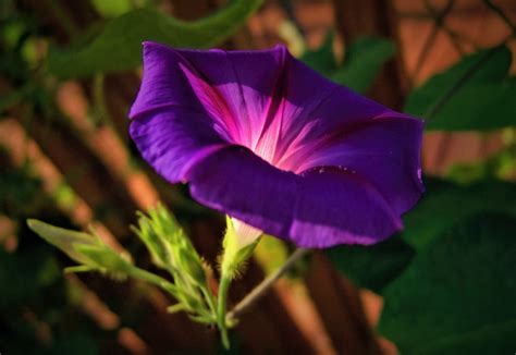 Bunga Morning Glory Ungu