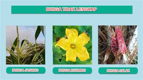 Bunga Tak Lengkap