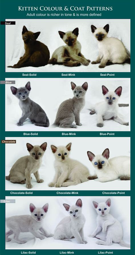 Burmese Cat Colors Chart