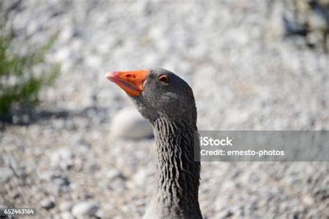 Burung Anseriformes