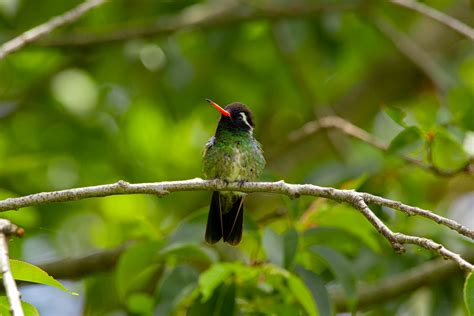 Burung Apodiformes
