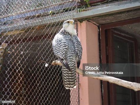 Burung Falconiformes