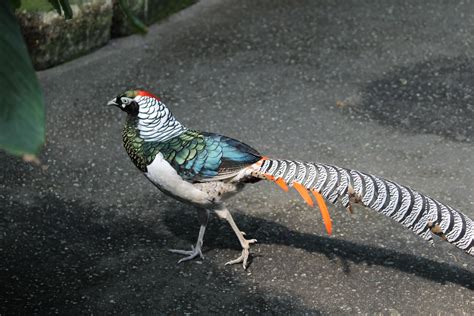 Burung Galliformes
