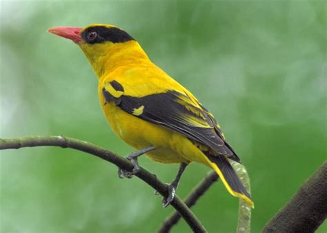 Burung Passeriformes