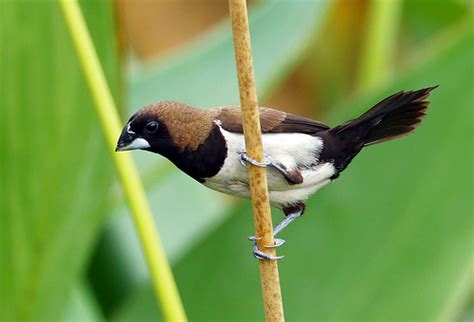Burung Pemakan Biji-bijian: Mencoba Memahami Peran Mereka dalam Ekosistem Indonesia