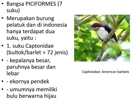 Burung Piciformes