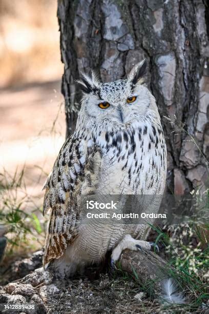 Burung Strigiformes