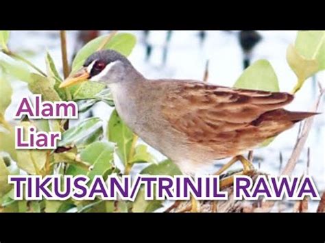 Burung Trinil Rawa