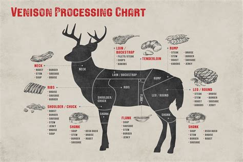 Butcher Chart For Deer