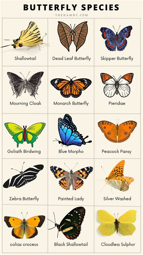 Butterfly Species Chart