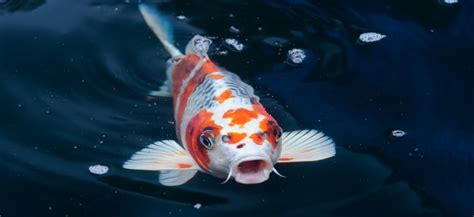 Factors to consider when buying koi fish online