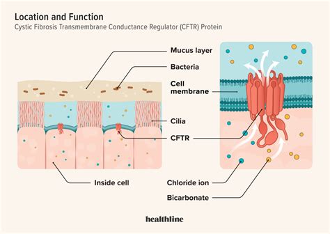 CFTR Protein