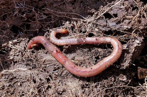 Cacing Tanah