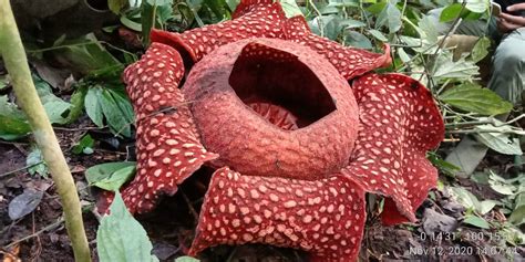 Cagar Alam Rafflesia