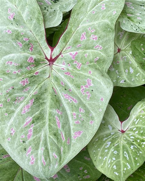 Caladium