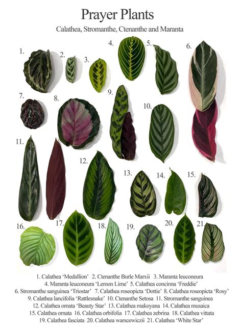 Calathea Identification Chart