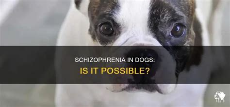 Can animals be schizophrenic