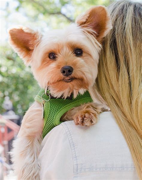 Can dogs be highly sensitive