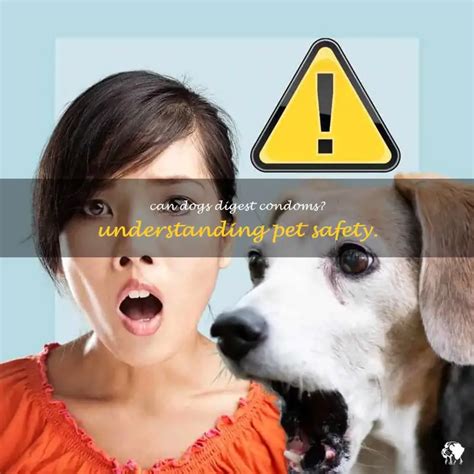 Can dogs digest condoms